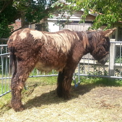 Fête de l'âne Aux Marrais